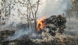 Coraz więcej susz i fal upałów