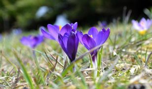 Zadziwiająca prognoza sezonowa!