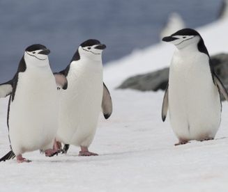 Lodowce Antarktydy topnieją szybciej niż przypuszczano