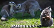 Lemury z zoo we Wrocławiu