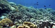 Rafy koralowe regulują klimat