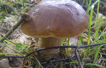 Najlepsza pogoda na grzyby