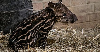Maleństwo w zoo