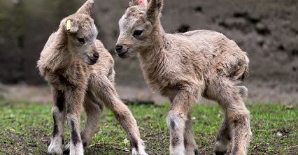Nowi mieszkańcy zoo we Wrocławiu