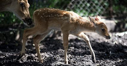 Młode barasingi w zoo we Wrocławiu