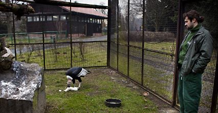 Opiekun ptaków w zoo