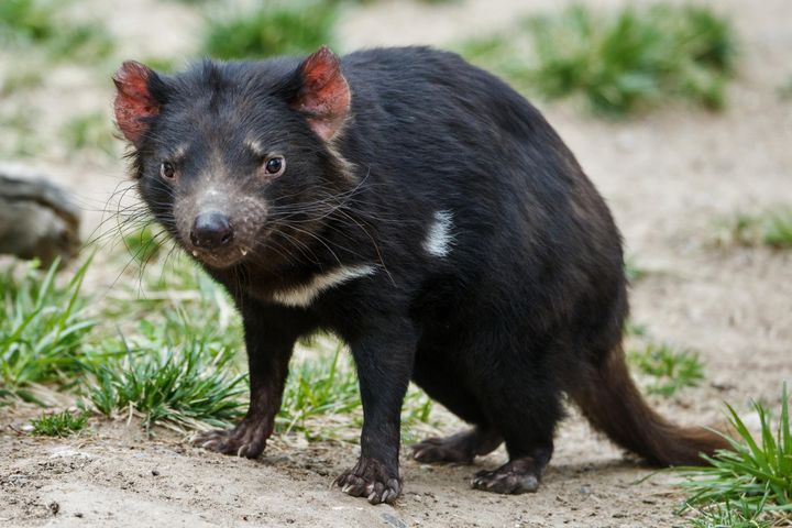 Diabeł tasmański – torbacz słynący z wydawania nietypowych odgłosów. Co je, gdzie żyje i jak wygląda?