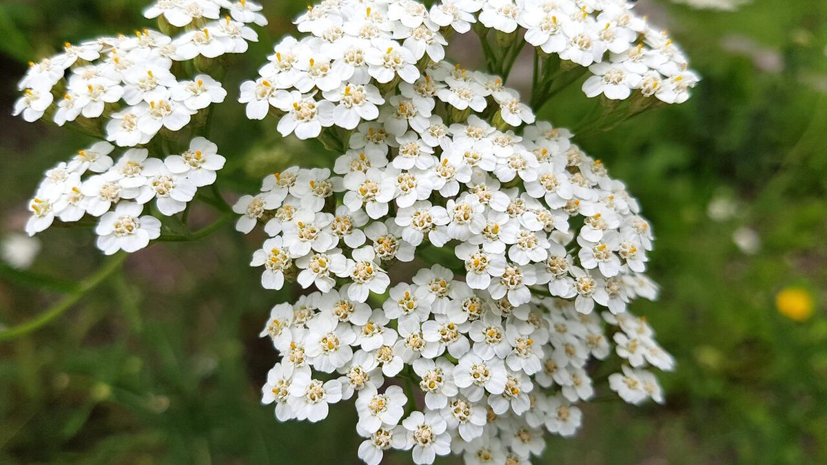 Surowcem leczniczym krwawnika pospolitego są kwiaty i liście.
