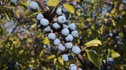 Tarnina - właściwości, zastosowanie, przetwory, cena 