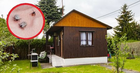 Pozbądź się ich z ogrodu już teraz. Na wiosnę staną się prawdziwym siedliskiem kleszczy