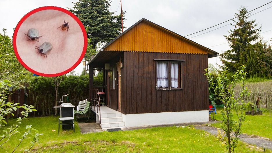 Pozbądź się ich z ogrodu już teraz. Na wiosnę staną się prawdziwym siedliskiem kleszczy