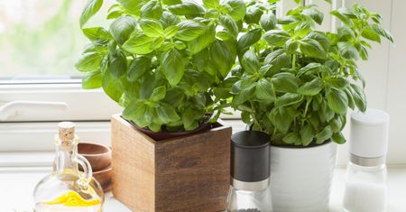 Bazylia jako naturalny antybiotyk