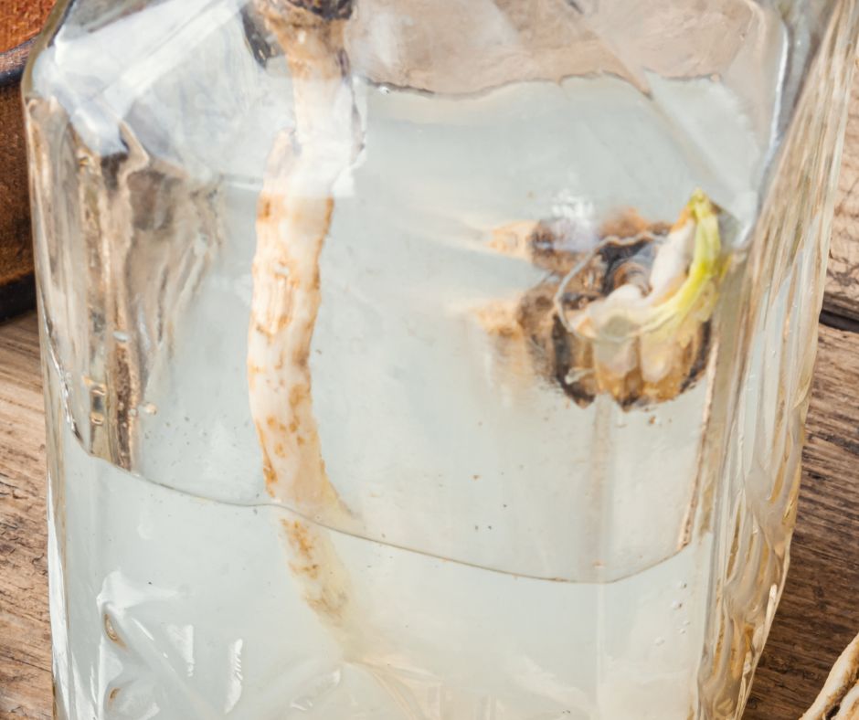 6 najpotężniejszych naturalnych antybiotyków. Dowiedz się, który wybrać