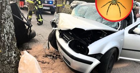 Koszmarny wypadek. Dziecko wpadło w panikę przez pająka