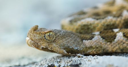 Atak żmii nosorogiej w Chorwacji. Wąż mógł przybyć do kraju w kartonach z owocami
