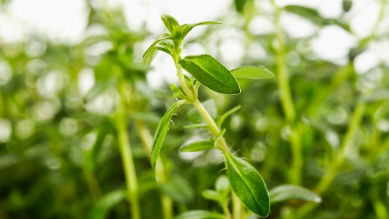 Cząber ogrodowy oprócz zastosowania w kuchni, ma również właściwości prozdrowotne