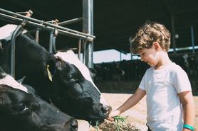 Dziecko zaraziło się bakterią E.coli karmiąc zwierzęta. Ma uszkodzoną nerkę