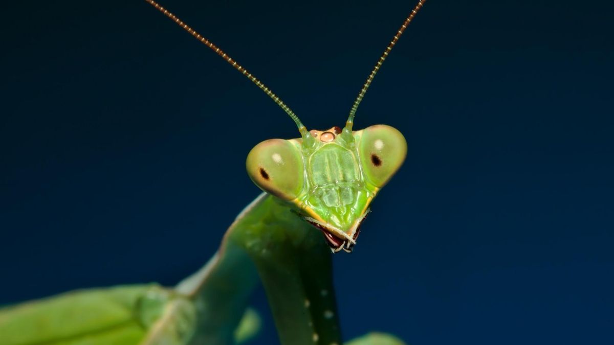 Modliszka w znacznym przybliżeniu