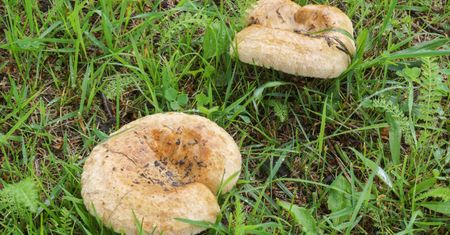 Dawniej rarytas, dziś zagrożenie. Tych grzybów nie spożywaj pod żadnym pozorem