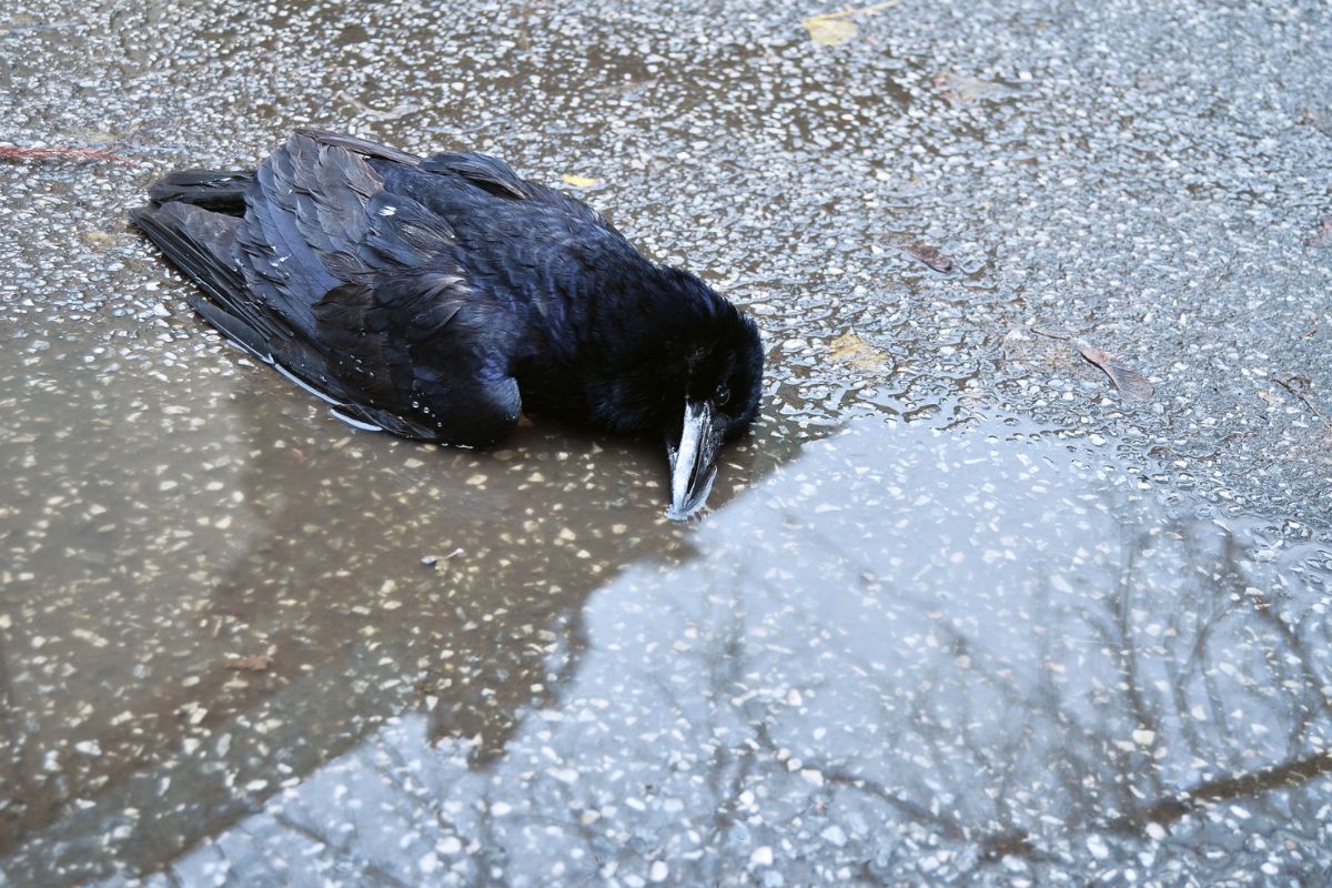 GIS ujawnia przyczynę masowego pomoru ptactwa w stolicy