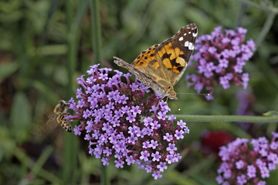 Budleja - „motyli krzew” o wielu właściwościach leczniczych