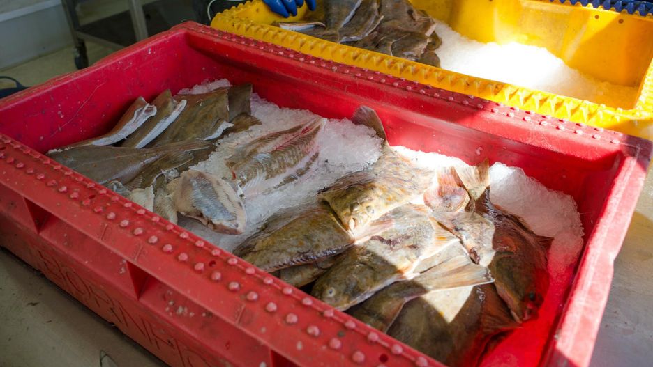 Jaką rybę warto zjeść nad polskim morzem?
