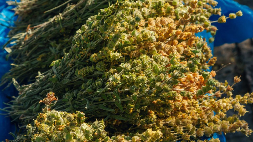 Olej żywokostowy to naturalny lek na ból