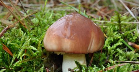 Maślak – charakterystyka, budowa, zastosowanie w kuchni, przepisy