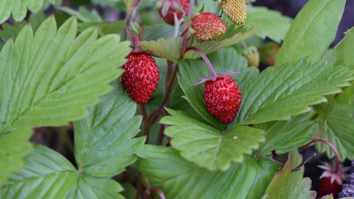 Poziomki pomagają w wielu dolegliwościach