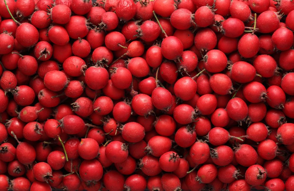 W głogu jest mnóstwo flawonoidów