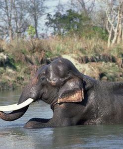 Słonie myją samochody