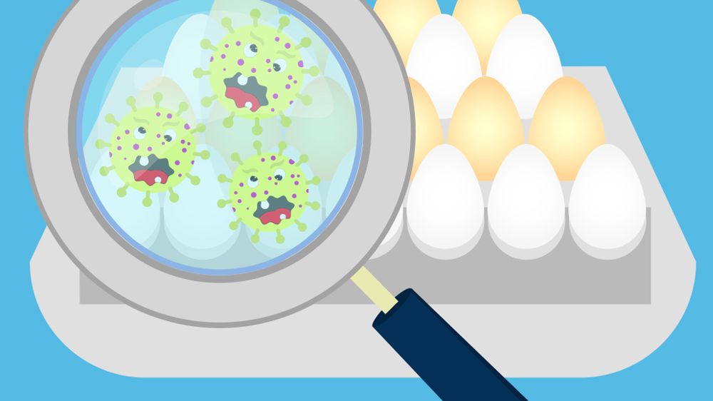 Salmonella może znajdować się na skorupkach jaj