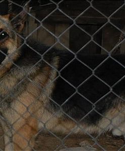 Agresywny pies pogryzł cztery osoby