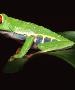 Uwaga, żaba na drodze!