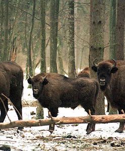 Będą strzelać do żubrów