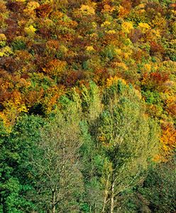 Lasy Państwowe zapłacą za błędy PRL-u
