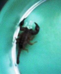 "Ratujcie, mam w garażu skorpiona!"