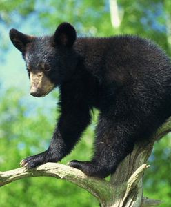 Jedzą śmieci, umierają młodo - los miastowych... misiów