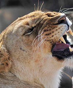 Lwica wystraszyła spacerowiczów, trwa obława policji