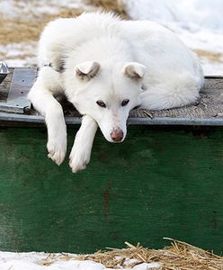 Obywatele chcę lepiej chronić zwierzęta