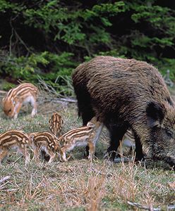 Myśliwi mogą strzelać do psów, tak chronią zwierzynę
