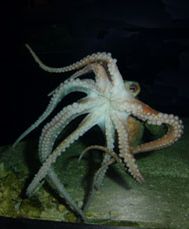 Czy warszawska ośmiornica przepowie wyniki Euro 2012?