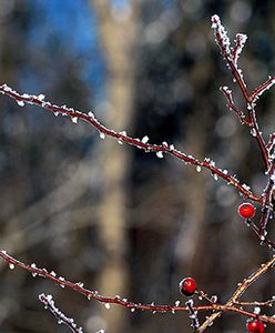 Powrócą siarczyste mrozy? Sprawdź prognozę pogody