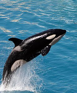 Orka zabiła trenerkę w parku rozrywki na Florydzie