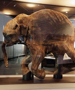 Znaleźli mamuta sprzed 42 tys. lat