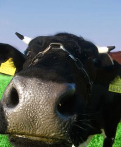 To Brytyjczycy wyhodowali zabójcze bakterie?