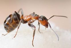 Arab oskarżony przed sądem o zabicie mrówki