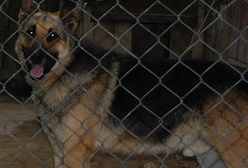 Agresywny pies pogryzł cztery osoby