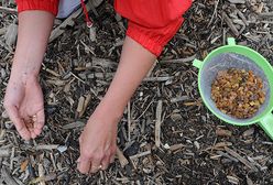 Mistrzostwa świata w poławianiu bursztynu