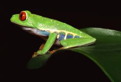 Uwaga, żaba na drodze!